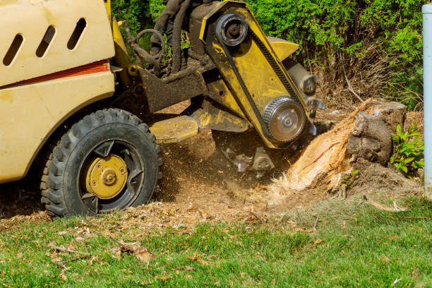 Best Fruit Tree Pruning  in Crestwood, IL