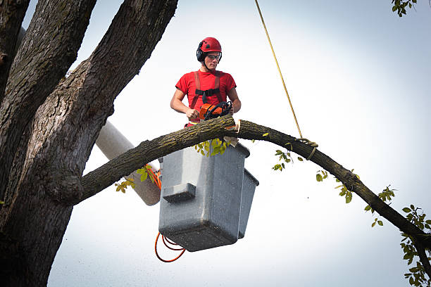 Best Tree Preservation Services  in Crestwood, IL